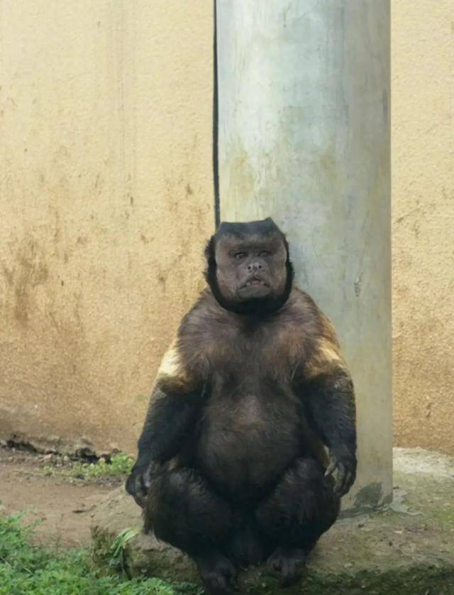 皇冠登3管理出租
_网红猴“大壮”突然离世皇冠登3管理出租
!曾因方脸“丑”出圈