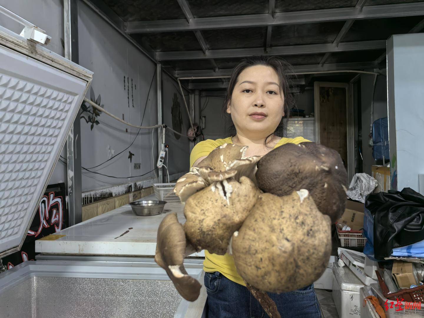 皇冠信用网代理注册_“天价”鸡枞调查：最贵卖到1800元/公斤！雨水少致产量低皇冠信用网代理注册，多地价高客少