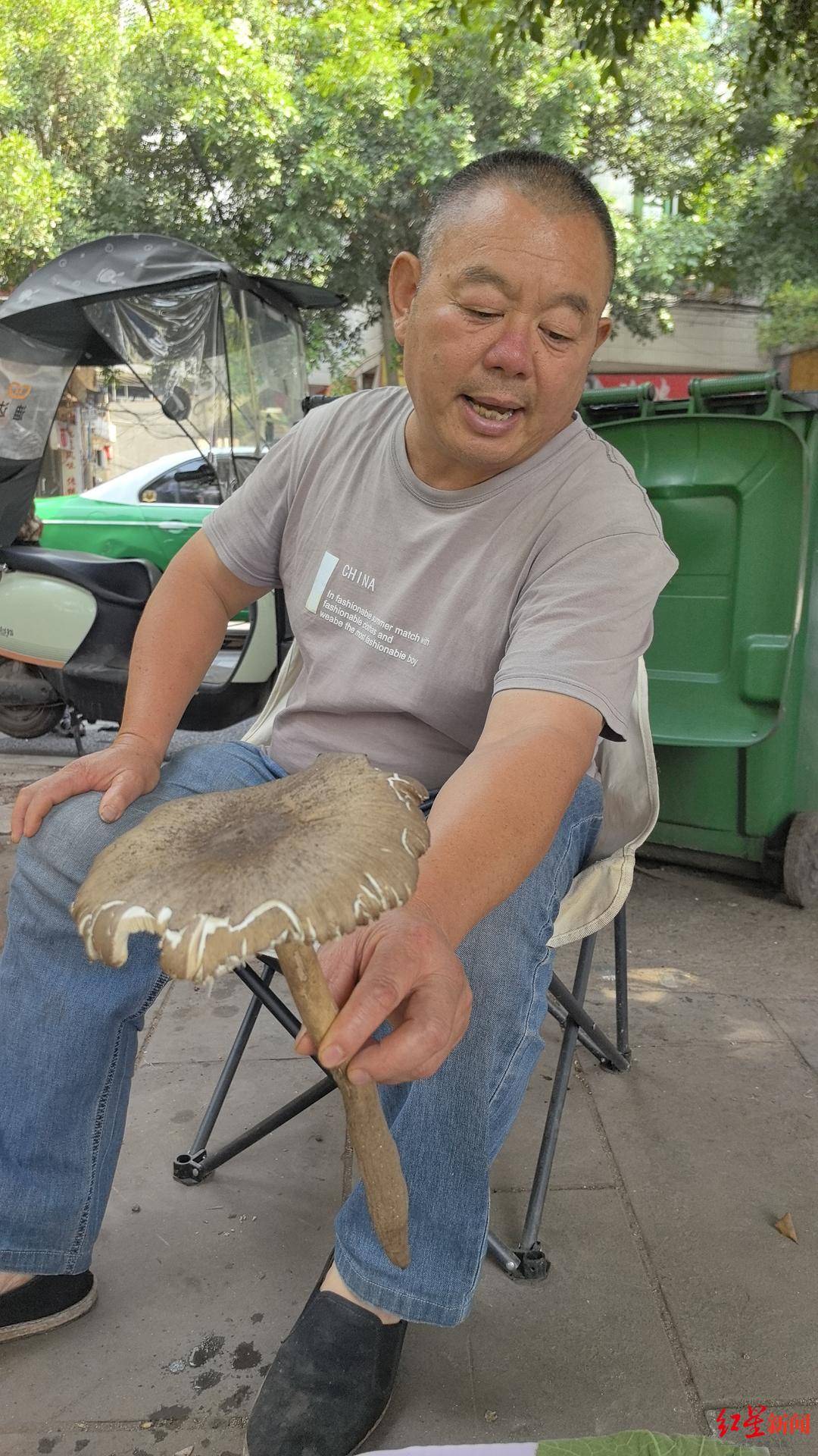 皇冠信用网代理注册_“天价”鸡枞调查：最贵卖到1800元/公斤！雨水少致产量低皇冠信用网代理注册，多地价高客少