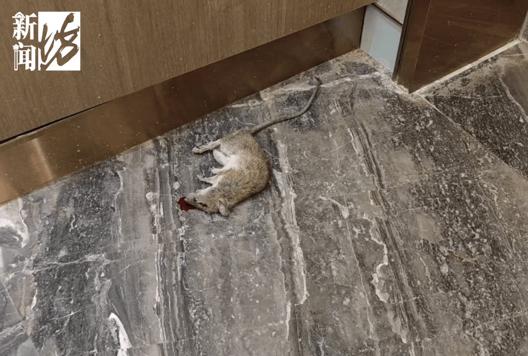 皇冠信用网出租
_垃圾堆满皇冠信用网出租
,臭到离谱!上海顶流豪宅业主也拾荒?邻居直呼倒大霉,不能忍!