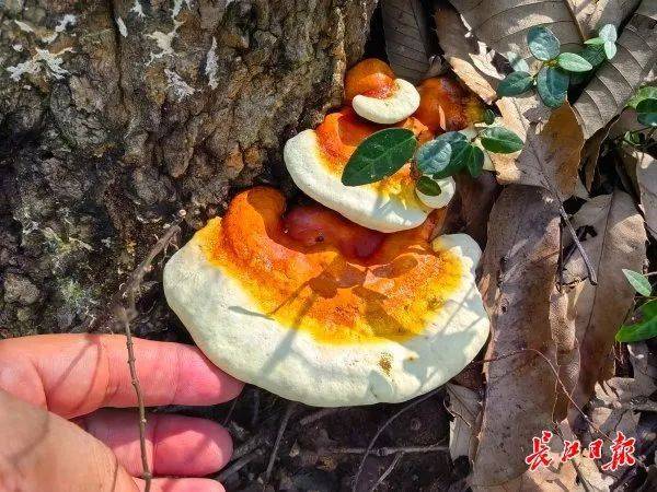 皇冠信用网会员注册网址_湖北武汉周边山地长出大量灵芝皇冠信用网会员注册网址，官方提醒请勿随意入口