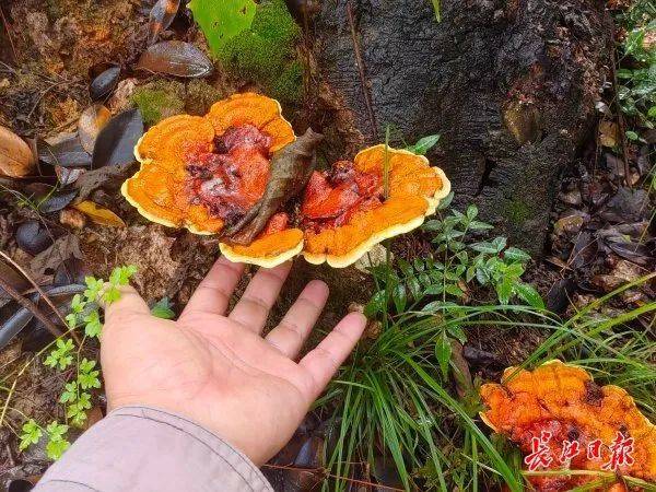 皇冠信用网会员注册网址_湖北武汉周边山地长出大量灵芝皇冠信用网会员注册网址，官方提醒请勿随意入口