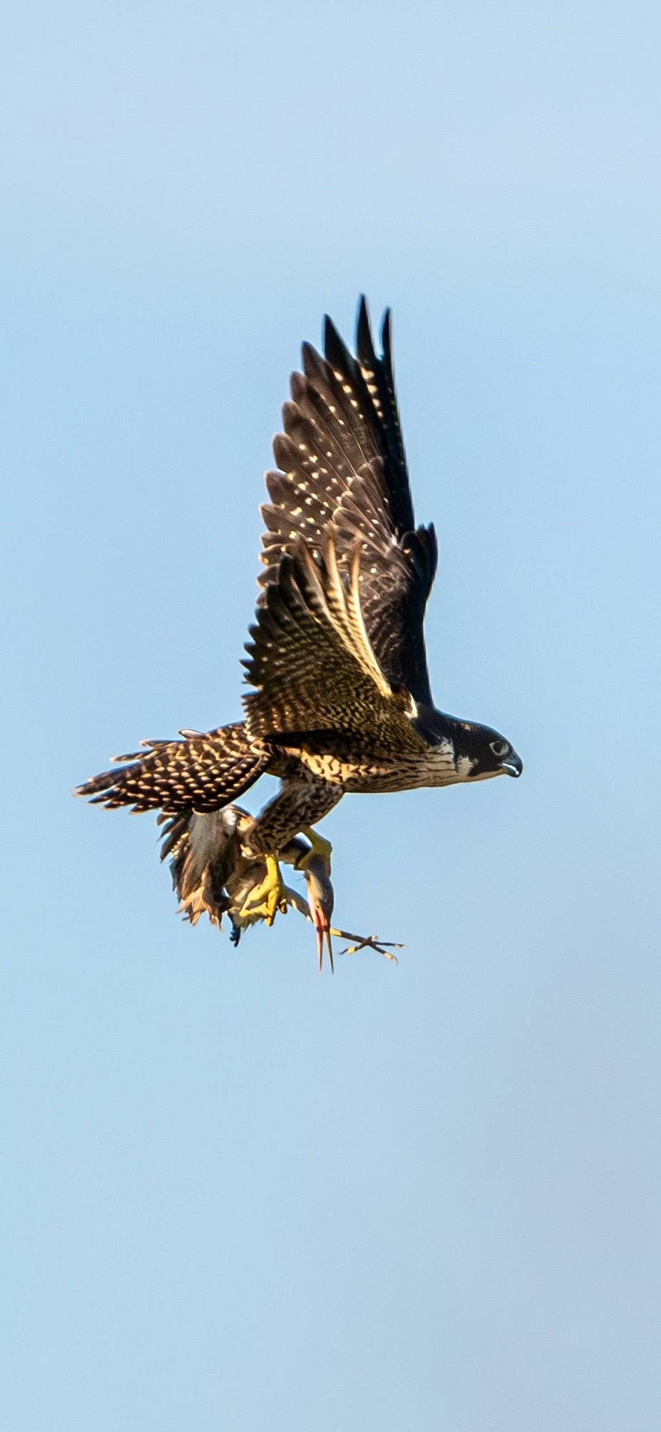 美国MLS NEXT职业联赛_杭州天空上演“猛禽猎食”大戏美国MLS NEXT职业联赛，市民好奇：这鸟会攻击我吗？
