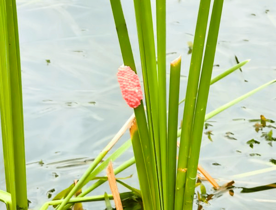 林肯城VS雷丁_别吃林肯城VS雷丁，寄生虫多达上千条！武汉公园连夜清出130多斤