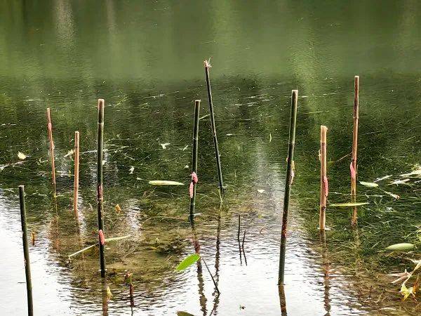 林肯城VS雷丁_别吃林肯城VS雷丁，寄生虫多达上千条！武汉公园连夜清出130多斤