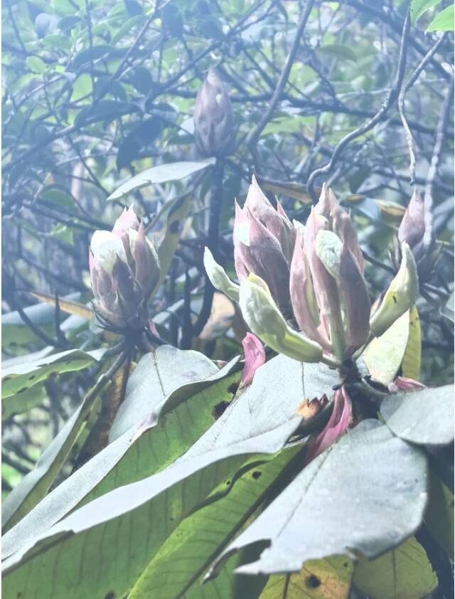 贝尔格莱德游击VSAEK拉纳卡_颠覆“野外灭绝”判断 湖南发现大规模小溪洞杜鹃群落