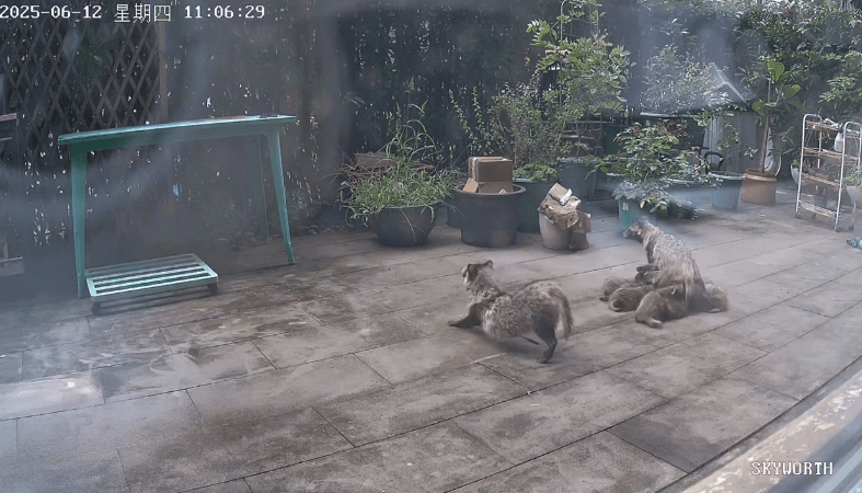 昂热VS巴黎足球会_上海一小区居民苦恼新邻居：突然搬来让人提心吊胆昂热VS巴黎足球会！不能抓不能打