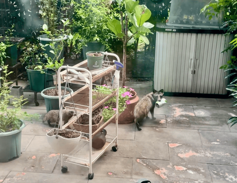 昂热VS巴黎足球会_上海一小区居民苦恼新邻居：突然搬来让人提心吊胆昂热VS巴黎足球会！不能抓不能打