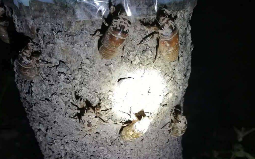 福图纳锡塔德VS前进之鹰_夏夜在公园里抓“季鸟猴”福图纳锡塔德VS前进之鹰，违规吗？