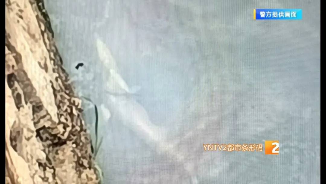 皇冠信用網会员账号_市民在盘龙江里发现“娃娃鱼”皇冠信用網会员账号？经确认却是……