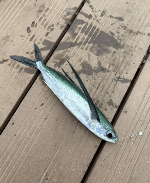 皇冠信用網如何申请_大连东港海边皇冠信用網如何申请，有市民钓上一条“怪鱼”，围观群众惊呆了……