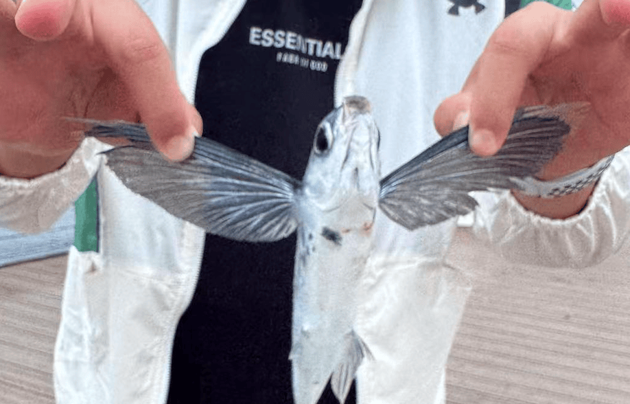 皇冠信用網如何申请_大连东港海边皇冠信用網如何申请，有市民钓上一条“怪鱼”，围观群众惊呆了……