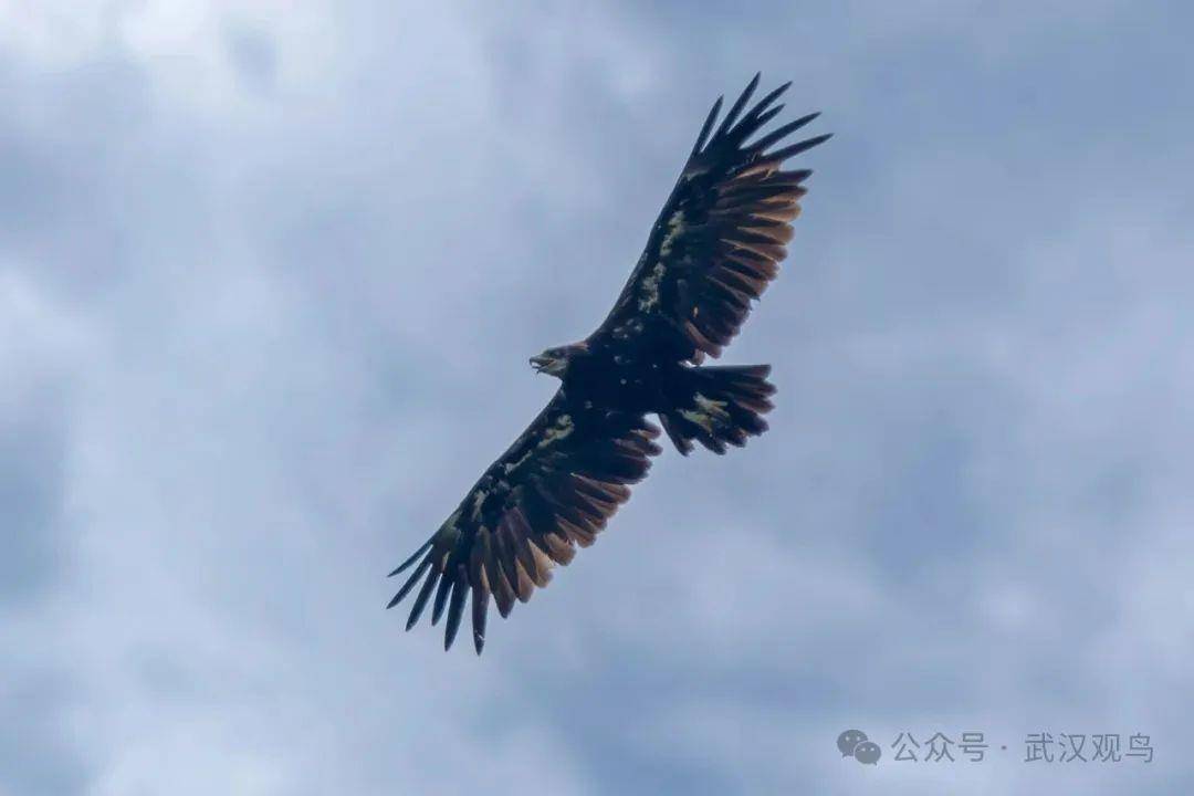 皇冠信用网怎么开户_首次皇冠信用网怎么开户！40℃的武汉冒出一只乌雕！身穿“羽绒服”的它边飞边张口散热