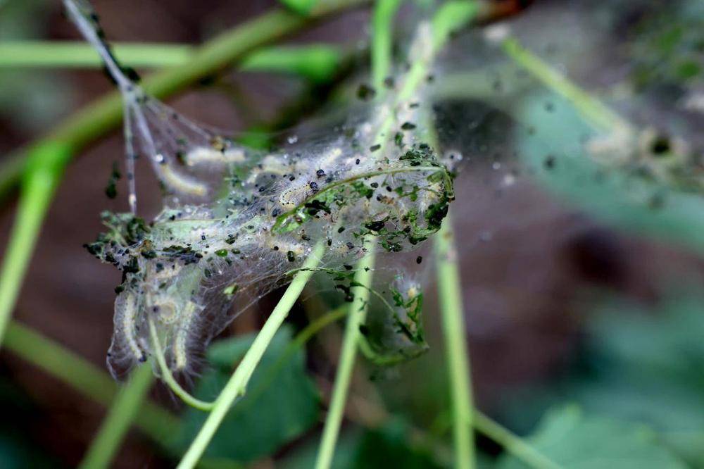 皇冠信用網平台出租_在北京路边看到这种黑色的蛹千万别动 网友：有“编制”