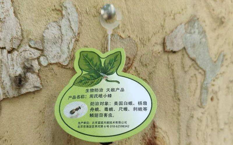 皇冠信用網平台出租_在北京路边看到这种黑色的蛹千万别动 网友：有“编制”