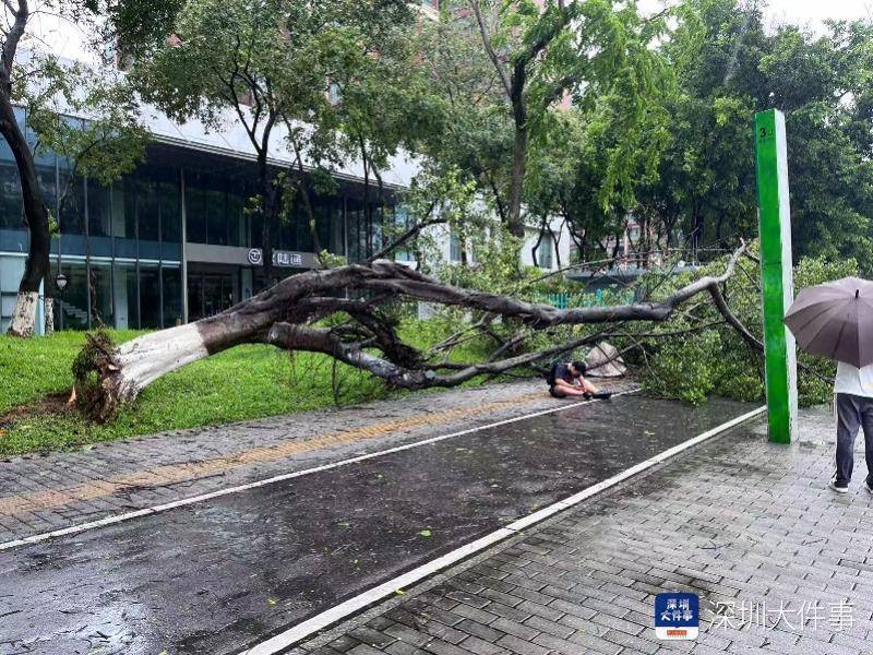 皇冠信用网会员开户_强风袭击皇冠信用网会员开户，深圳已出现树木倒伏！有行人被砸伤，非必要不出门