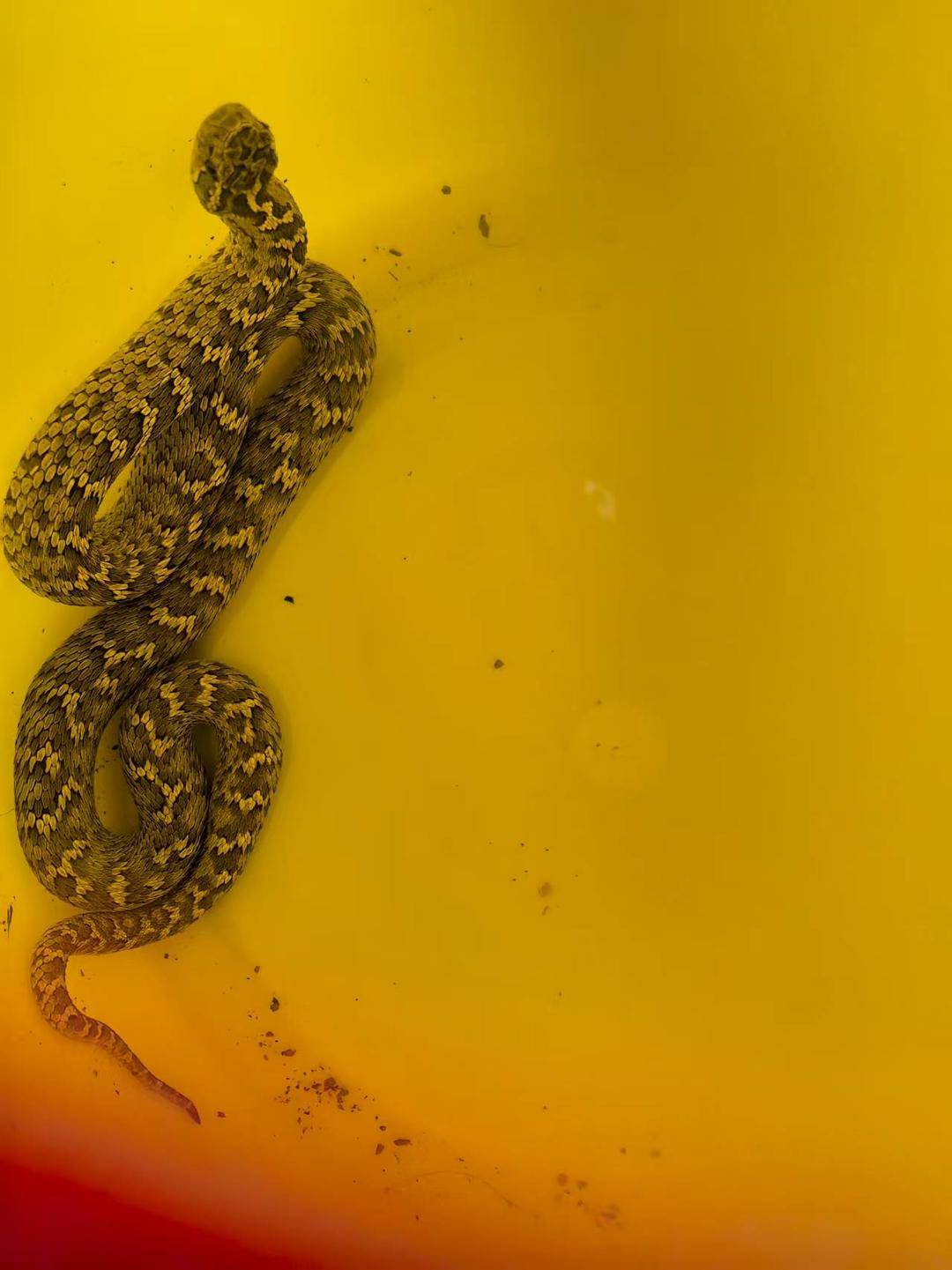 皇冠登一登二登三区别_青海一男子被罕见剧毒阿拉善蝮蛇咬伤皇冠登一登二登三区别，因无血清一度想放弃治疗 警车开道转运700公里救命