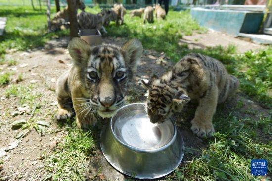 皇冠信用盘登2代理申请_黑龙江牡丹江：东北虎宝宝夏日显萌态