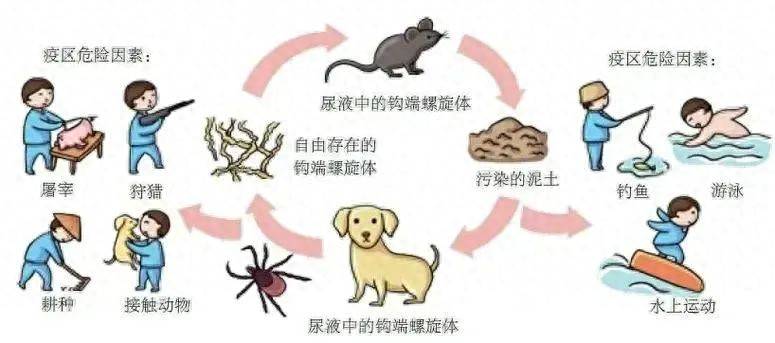 皇冠信用網登3代理_致死率高达70%皇冠信用網登3代理,雨季高发,警惕危险的“鼠尿病”