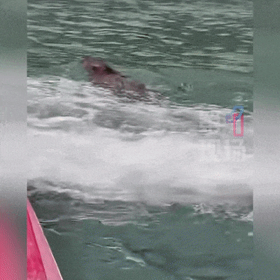 皇冠信用平台出租出售_“没想到海里会有野猪皇冠信用平台出租出售!” 深圳大梅沙一女子被撞致骨折