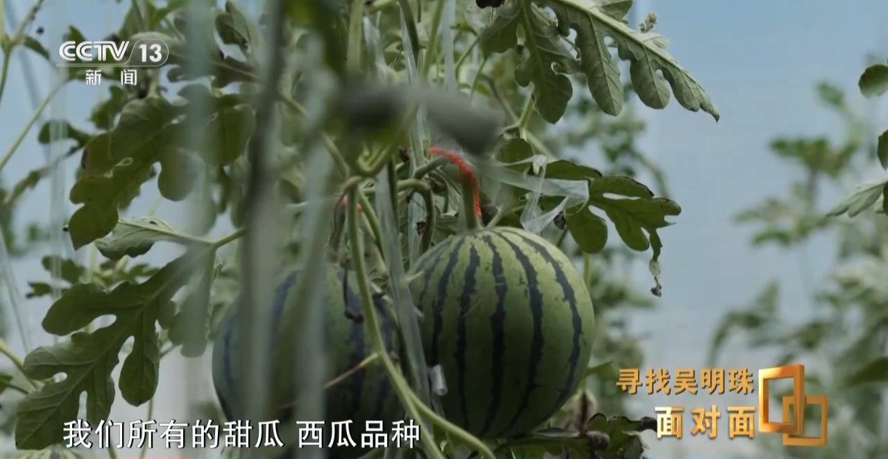 皇冠信用网怎么申请_面对面丨中国人的吃瓜自由要感谢她皇冠信用网怎么申请！吴明珠说她的一生就是结几个好瓜献给人民