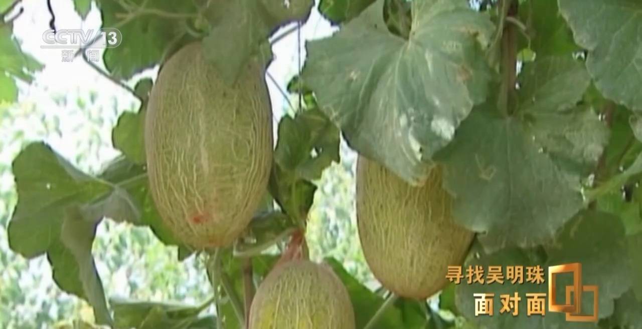 皇冠信用网怎么申请_面对面丨中国人的吃瓜自由要感谢她皇冠信用网怎么申请！吴明珠说她的一生就是结几个好瓜献给人民