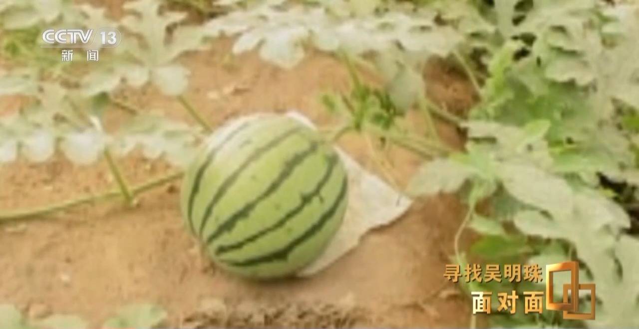 皇冠信用网怎么申请_面对面丨中国人的吃瓜自由要感谢她皇冠信用网怎么申请！吴明珠说她的一生就是结几个好瓜献给人民