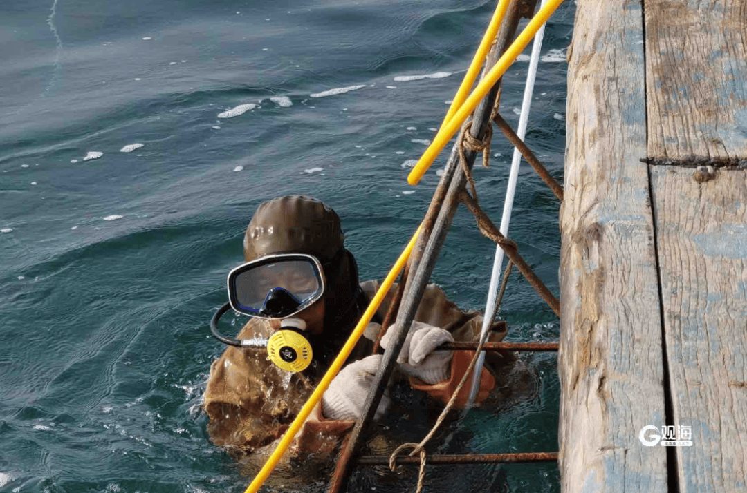 皇冠信用網怎么租_山东青岛海螺大爆发皇冠信用網怎么租，潜水员称十年难遇：根本抓不完，3小时赚3500元