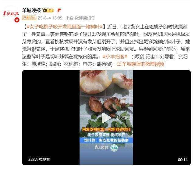 如何申请到皇冠信用网_表面完整的桃子咬开却发现了新鲜的碎树叶如何申请到皇冠信用网，网友：切叶蜂筑的巢