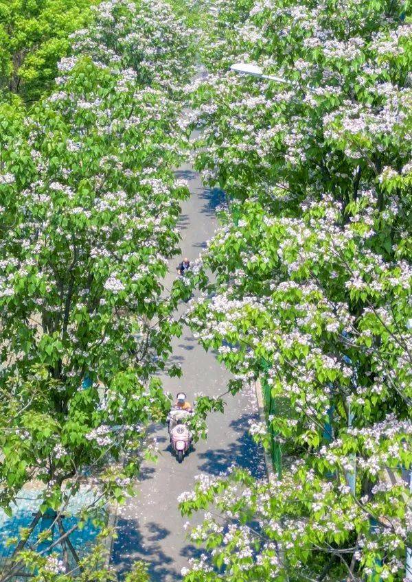 皇冠信用網代理出租_武汉这条路上大量出现皇冠信用網代理出租，长达1米！到底是啥？