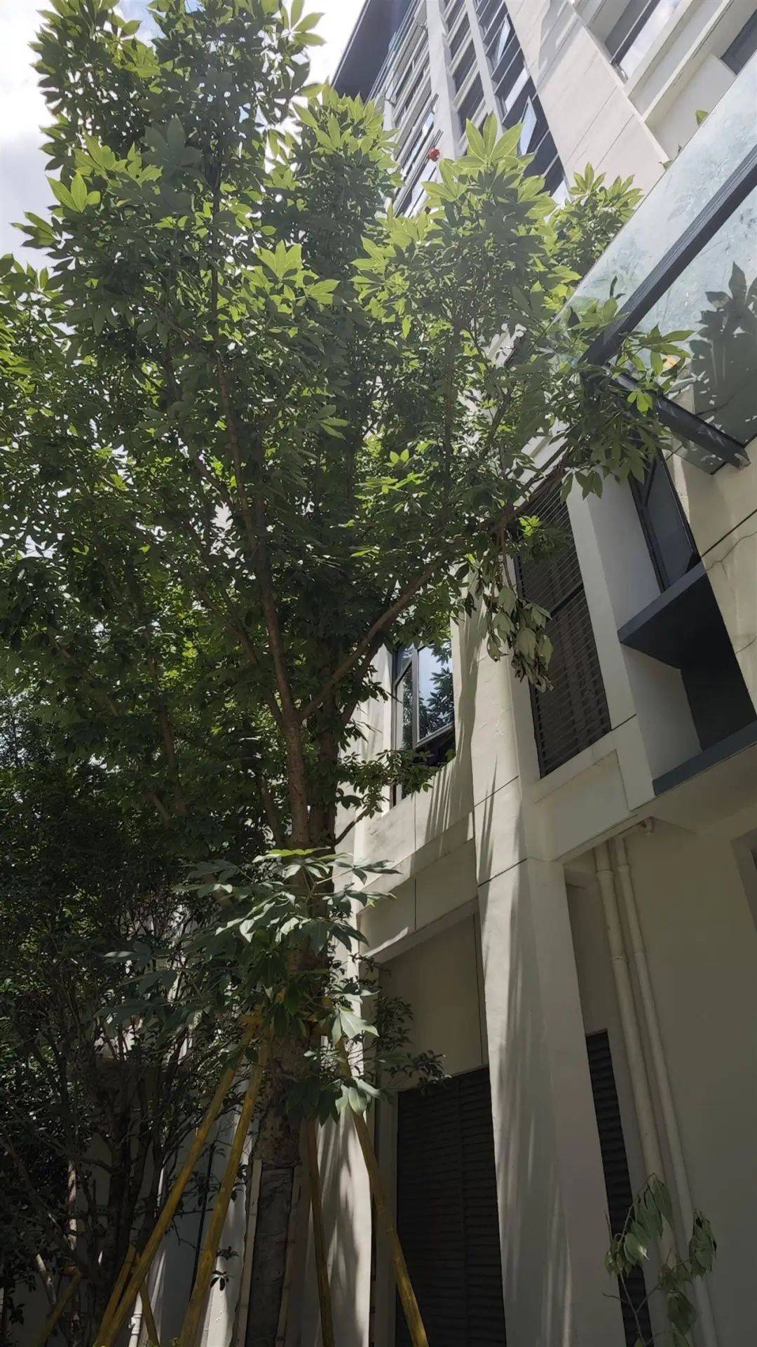 皇冠信用網注册开通_7岁男孩补课期间不幸从14楼坠亡皇冠信用網注册开通，母亲痛哭：我42岁时冒着风险生的，警方已介入