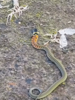 皇冠信用网会员_内蒙古赤峰有人拍到了“鸡脖子蛇”皇冠信用网会员，有毒！千万小心！