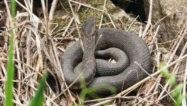 皇冠信用网会员_内蒙古赤峰有人拍到了“鸡脖子蛇”皇冠信用网会员，有毒！千万小心！