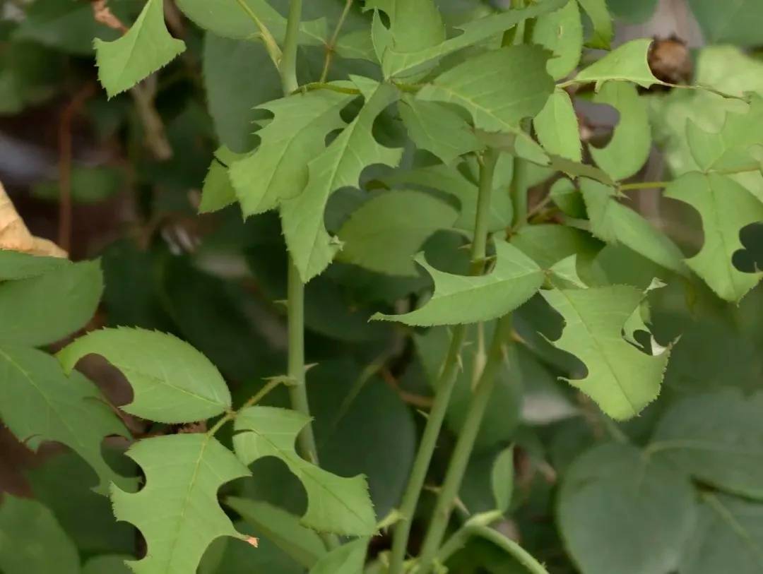 皇冠abcd类型網_咬开桃子发现一堆树叶？莫慌皇冠abcd类型網！你是遇到了它→