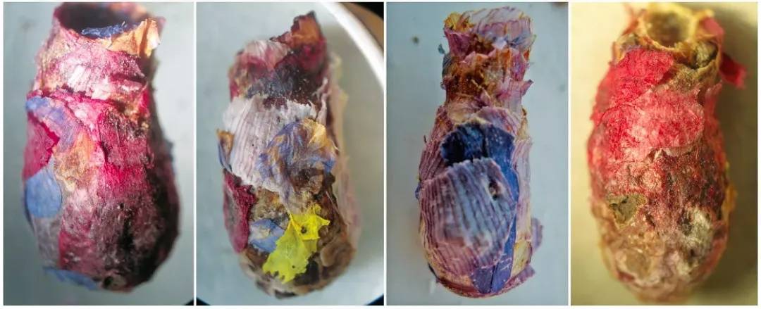 皇冠abcd类型網_咬开桃子发现一堆树叶？莫慌皇冠abcd类型網！你是遇到了它→