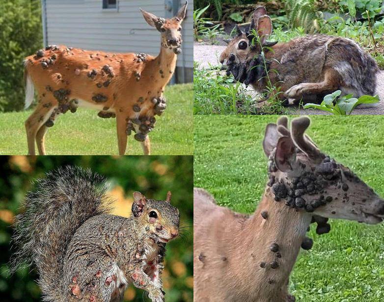 hga030账号
_“僵尸松鼠”“触手兔”后hga030账号
,英媒称美国又发现“变异鹿”