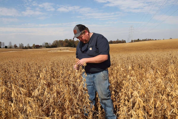 皇冠信用網需要押金吗_大豆玉米大丰收皇冠信用網需要押金吗，美国农民更欲哭无泪：中国一船都没买…