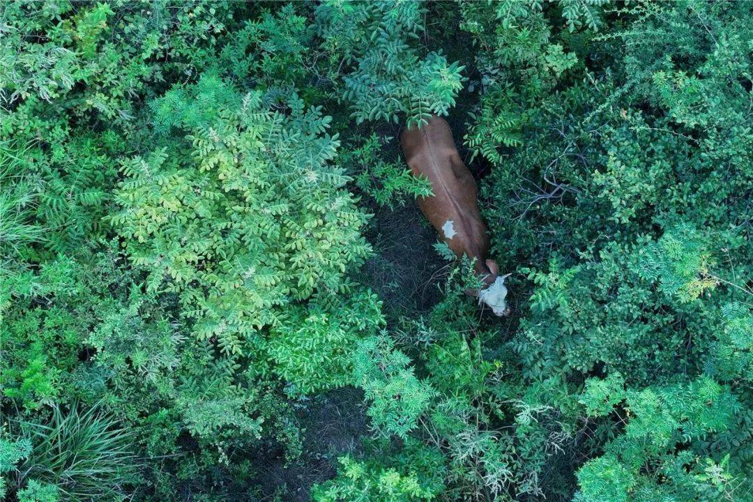 皇冠信用平台出租出售
_无人机精准锁定皇冠信用平台出租出售
,“牛”到家啦!
