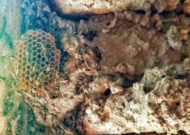 洛杉矶银河vs西雅图海湾人_别招惹!广东一老人中招洛杉矶银河vs西雅图海湾人,不幸去世