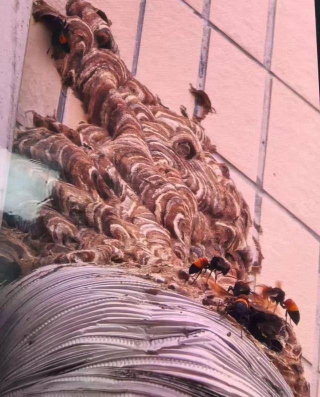 洛杉矶银河vs西雅图海湾人_别招惹!广东一老人中招洛杉矶银河vs西雅图海湾人,不幸去世