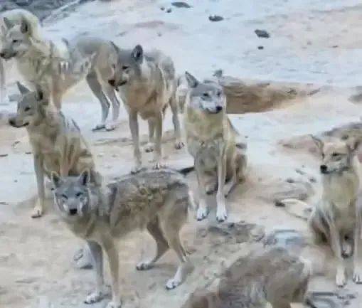 水户蜀葵vs山口雷法_陕西一镇上有狼外逃？当地回应：是狼犬水户蜀葵vs山口雷法，已击毙21只，还有一两只在逃