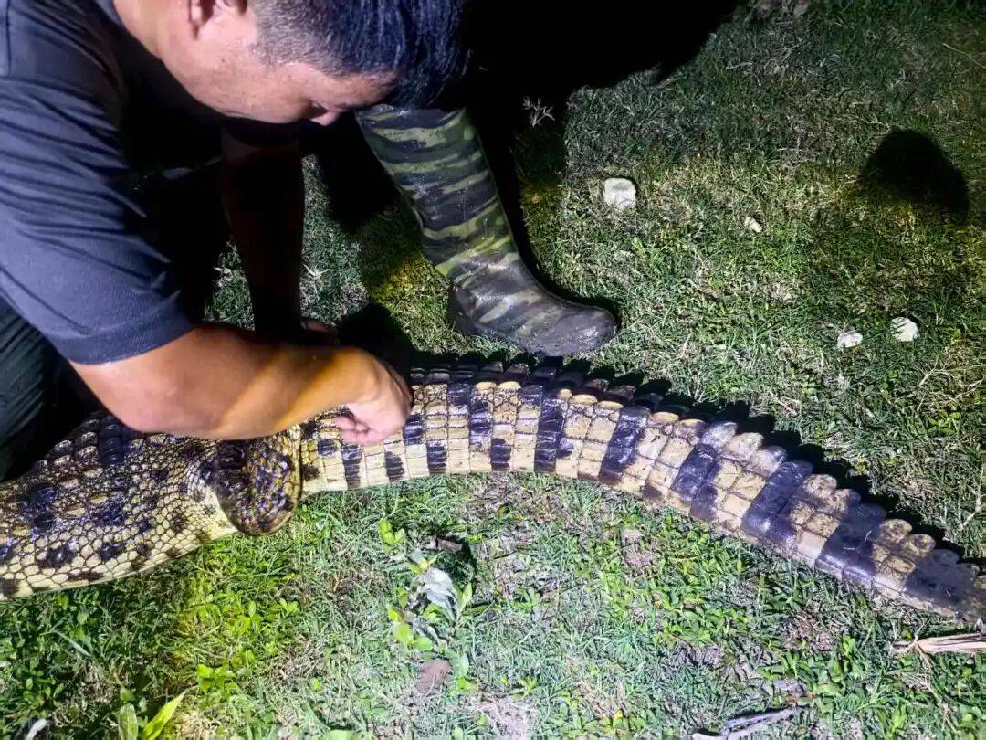 皇冠信用网需要押金吗_武汉发现5条鳄鱼皇冠信用网需要押金吗，已“落网”！系人为放生