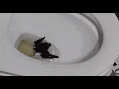 welcome皇冠注册_一旦被咬伤就是Ⅲ级暴露！家中闯入“不速之客”welcome皇冠注册，千万别徒手抓