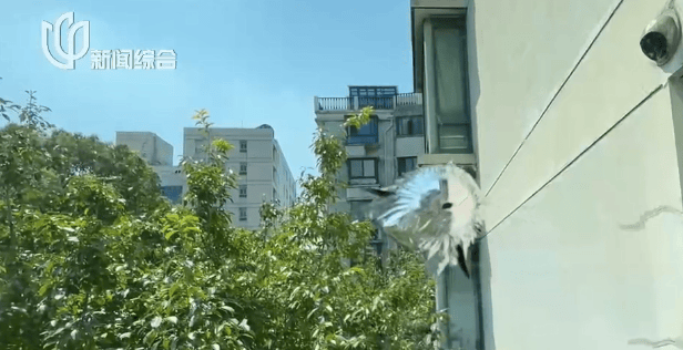 体育皇冠信用网_叶某(60岁)已被刑拘体育皇冠信用网！监控曝光…网友怒斥如此行径太恶劣