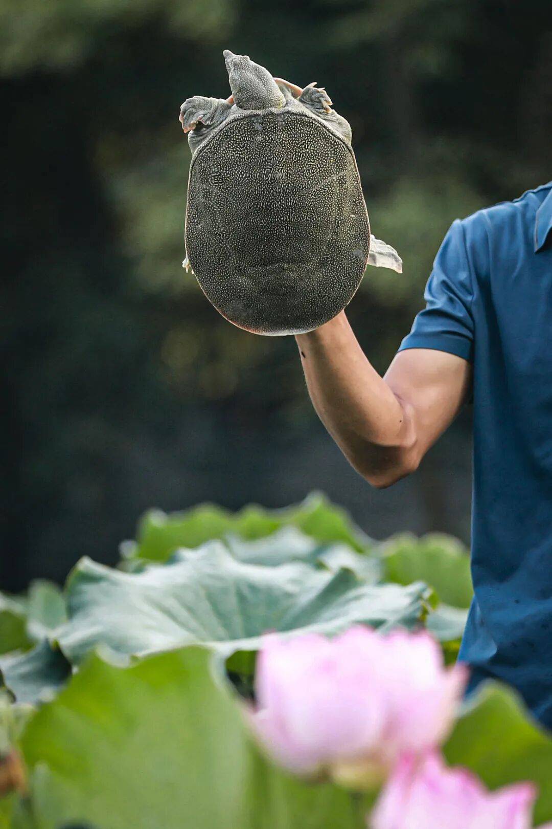 皇冠皇冠信用代理_这种丑到爆的鱼皇冠皇冠信用代理，为啥成了武汉人吃宵夜的顶配？