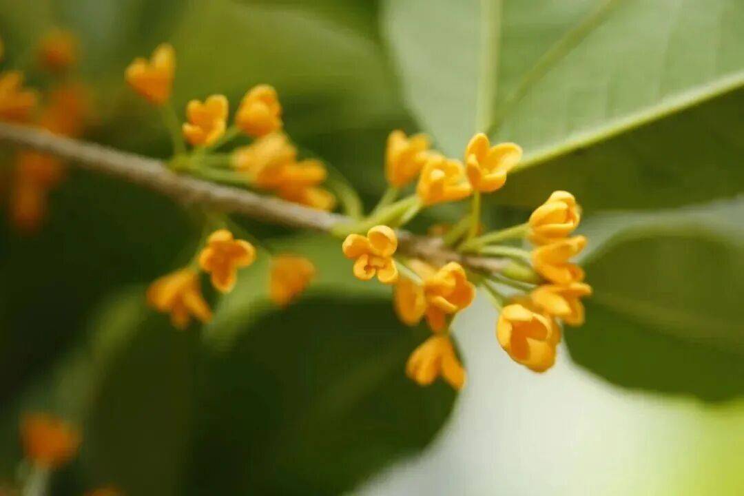 皇冠信用网在线申请_进度达70%！杭州即将进入全盛期皇冠信用网在线申请，别错过！