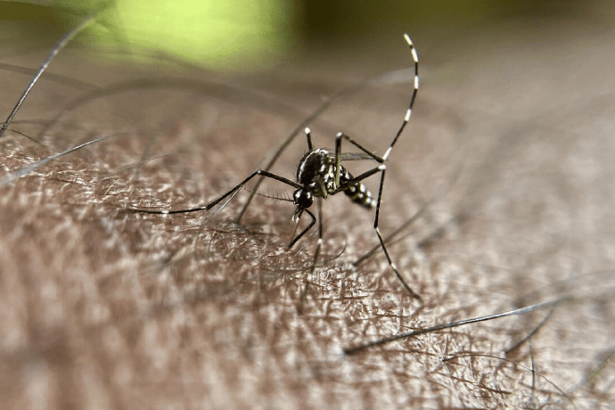 皇冠信用盘申请条件_巴西蚊子工厂准备投产:每周生产1.9亿只蚊子