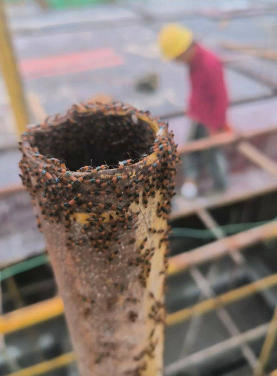 如何代理皇冠信用网_河南多地现“行走的硫酸”：洛阳一工地脚手架密密麻麻全是如何代理皇冠信用网，南阳4岁女童沾上它脖子红肿溃烂20余天未痊愈