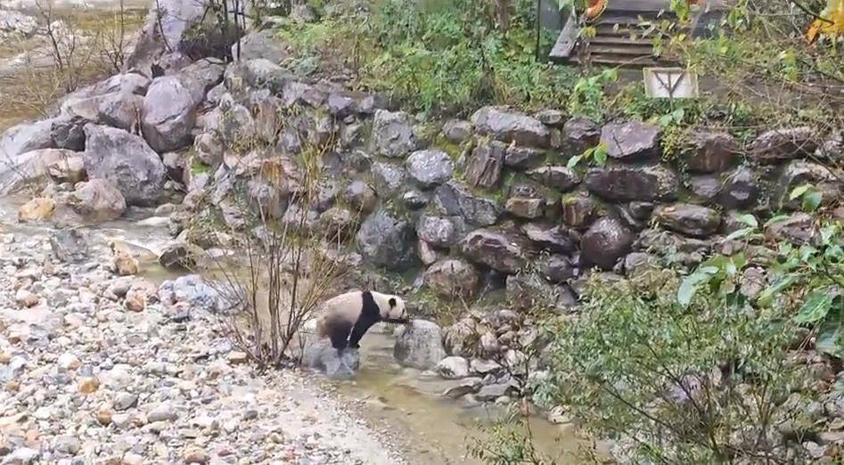 皇冠信用網押金多少_游客在陕西龙吟峡偶遇大熊猫过河皇冠信用網押金多少，景区：系纯野生秦岭大熊猫，今年首次发现