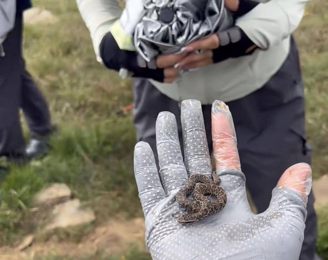 如何申请到皇冠信用網_驴友爬山捡到小蛇后轮流抚摸 专家：是短尾蝮蛇如何申请到皇冠信用網，有剧毒
